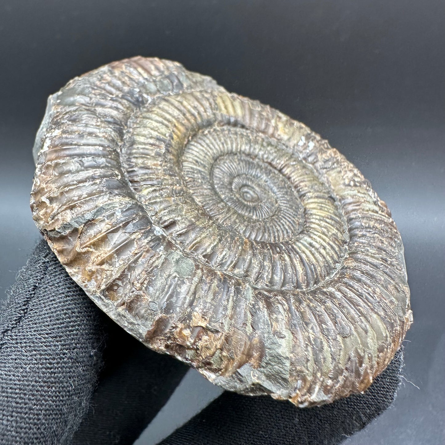 Dactylioceras Ammonite Fossil With Box And Stand - Whitby, North Yorkshire Jurassic Coast Yorkshire Fossils