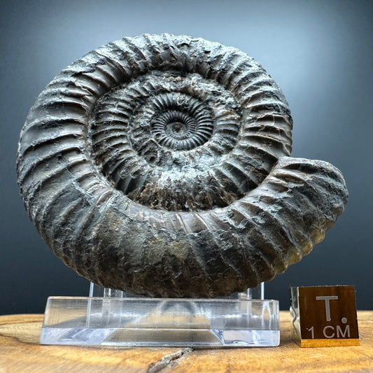 Dactylioceras Ammonite Fossil With box and Stand - Whitby, North Yorkshire Jurassic Coast Yorkshire Fossils