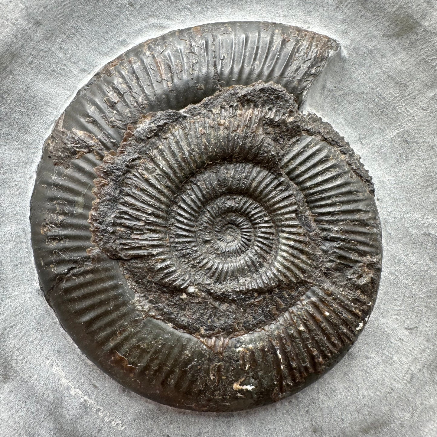 Dactylioceras semicelatum Ammonite fossil with stand - Whitby, North Yorkshire Jurassic Coast Yorkshire Fossils