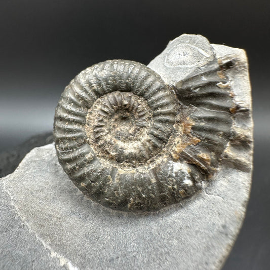 Porpoceras vortex ammonite fossil with box and stand - Whitby, North Yorkshire Jurassic Coast, Yorkshire fossils