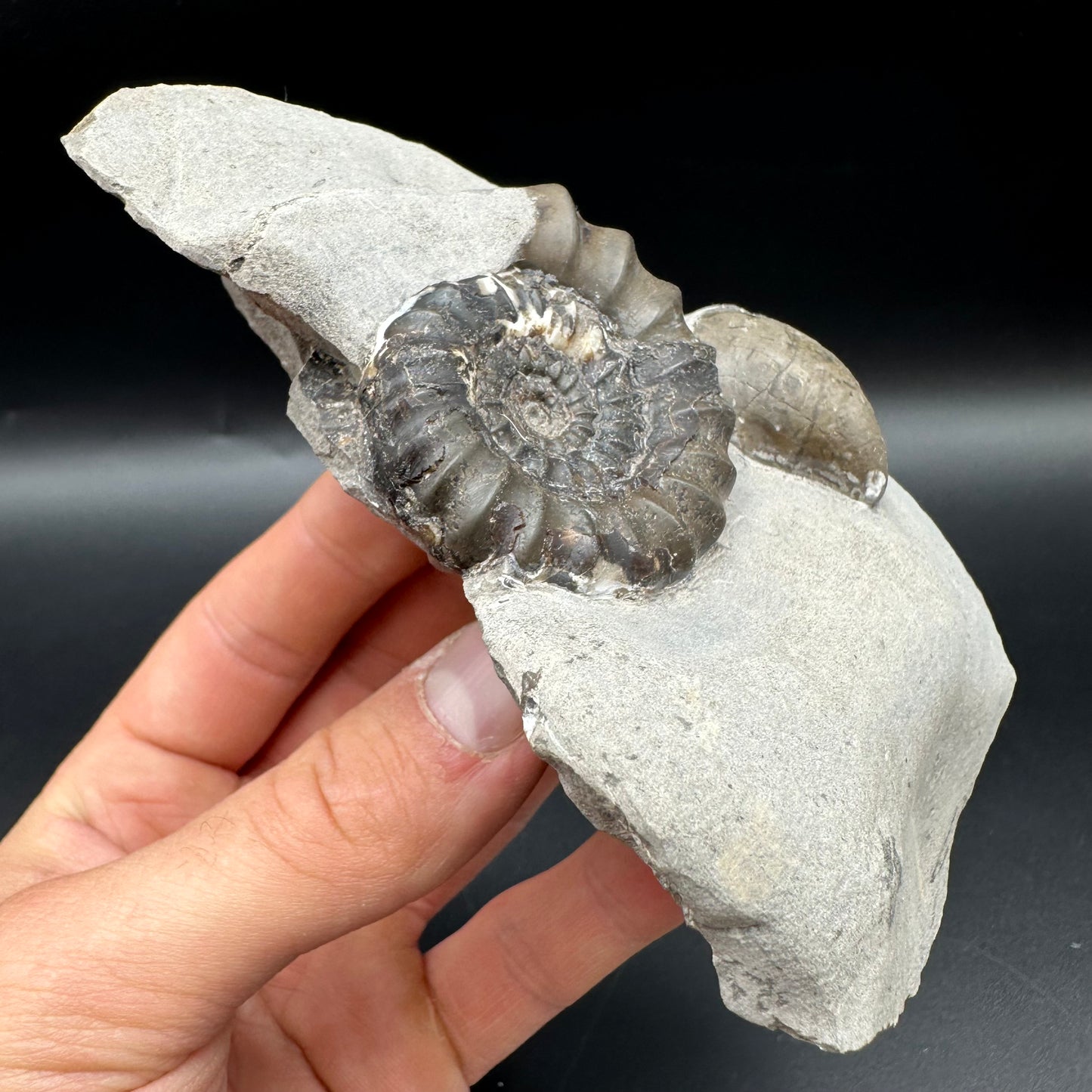 Androgynoceras maculatum ammonite fossil with box and stand - Whitby, North Yorkshire Jurassic Coast Yorkshire Fossils