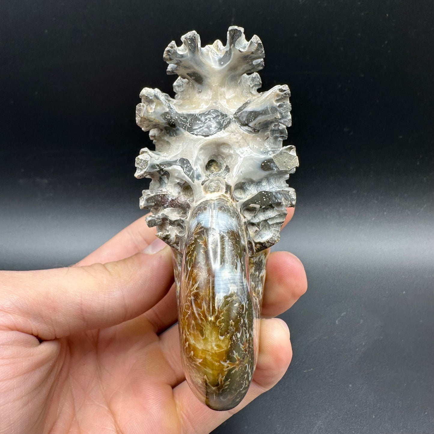 Phylloceras Ammonite Fossil With Box And Stand - Cretaceous Ammonite Madagascar