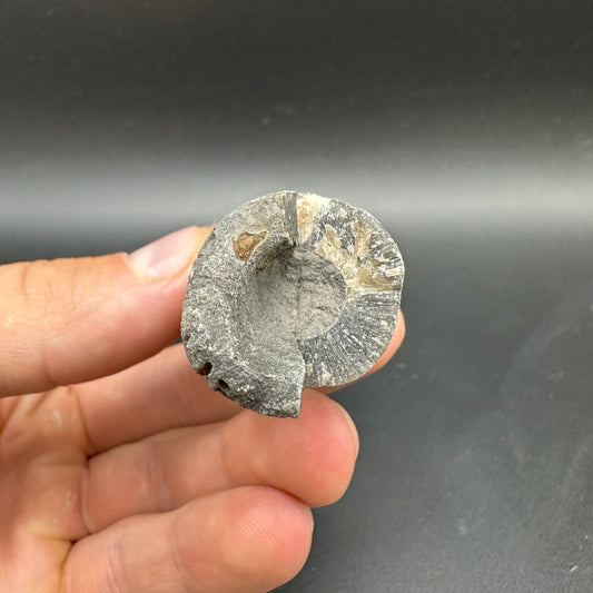 Belemnite (Fossil Squid) shell fossil - Whitby, North Yorkshire Jurassic Coast Yorkshire Fossils