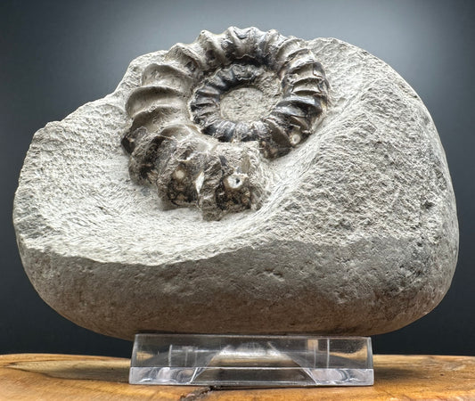 Androgynoceras maculatum ammonite fossil with box and stand - Whitby, North Yorkshire Jurassic Coast Yorkshire Fossils