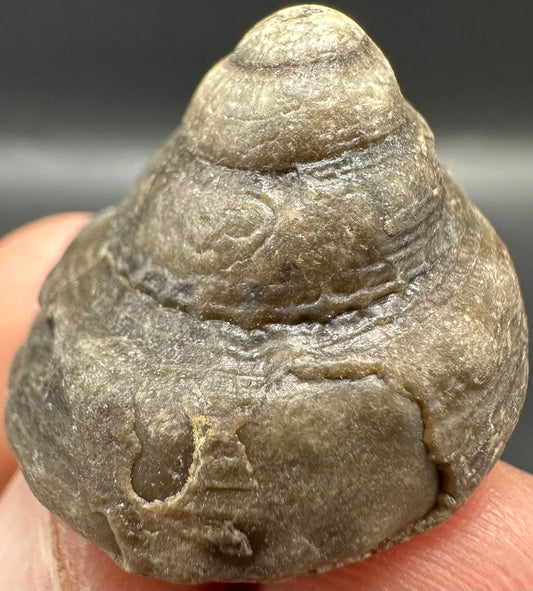 Gastropod Shell Fossil With Box And Stand - Whitby, North Yorkshire, Jurassic Coast, Yorkshire Fossils