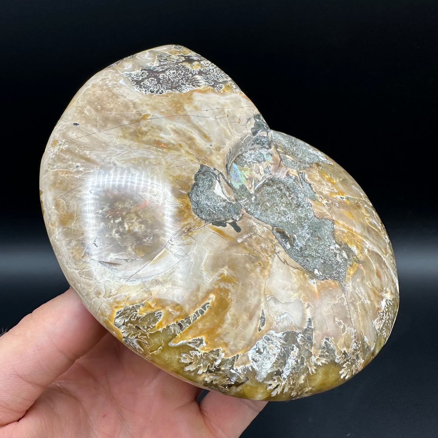 Cleoniceras Ammonite Fossil With Stand - Cretaceous Ammonite Madagascar