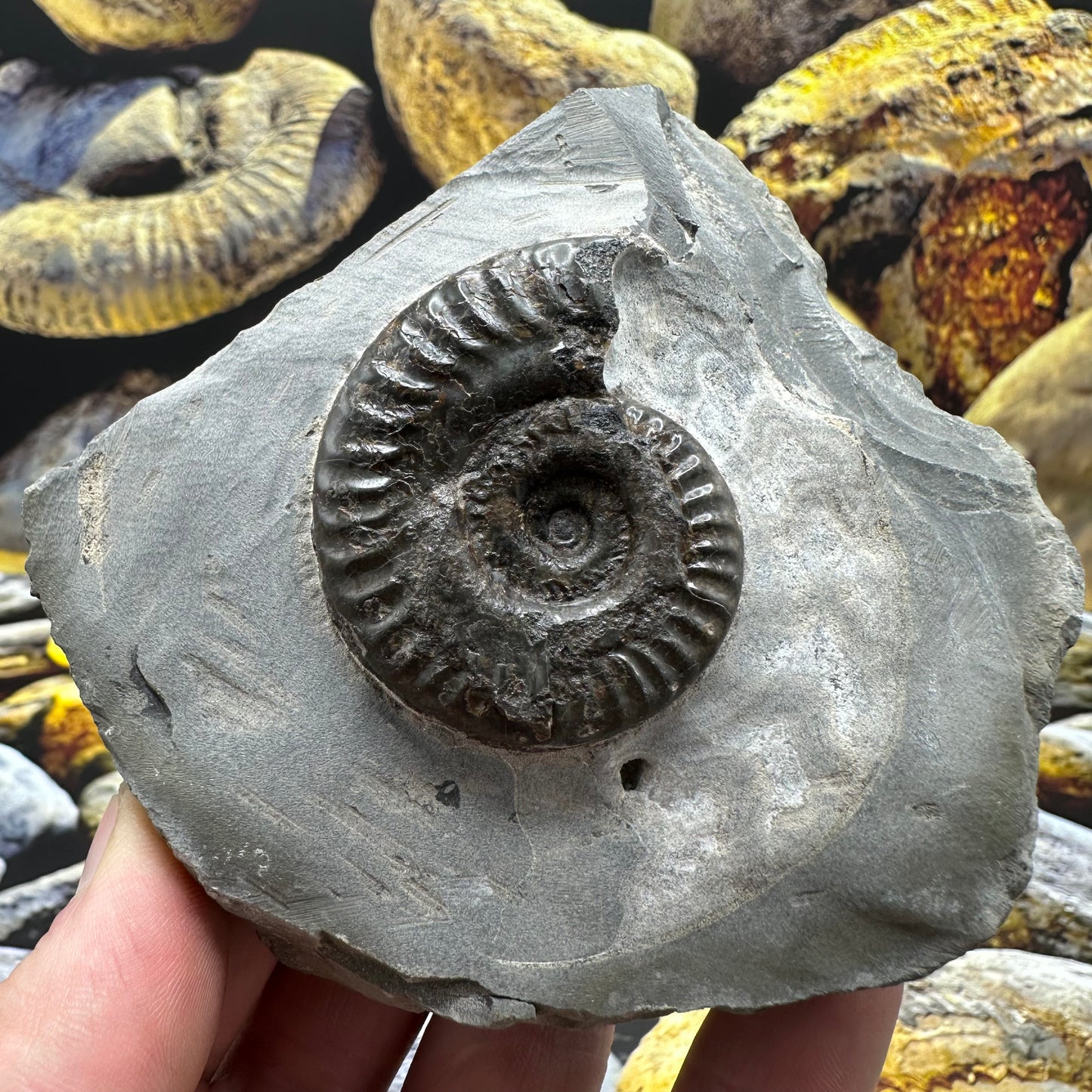 Hildoceras lusitanicum ammonite fossil - Whitby, North Yorkshire, Jurassic Coast, Yorkshire Fossils
