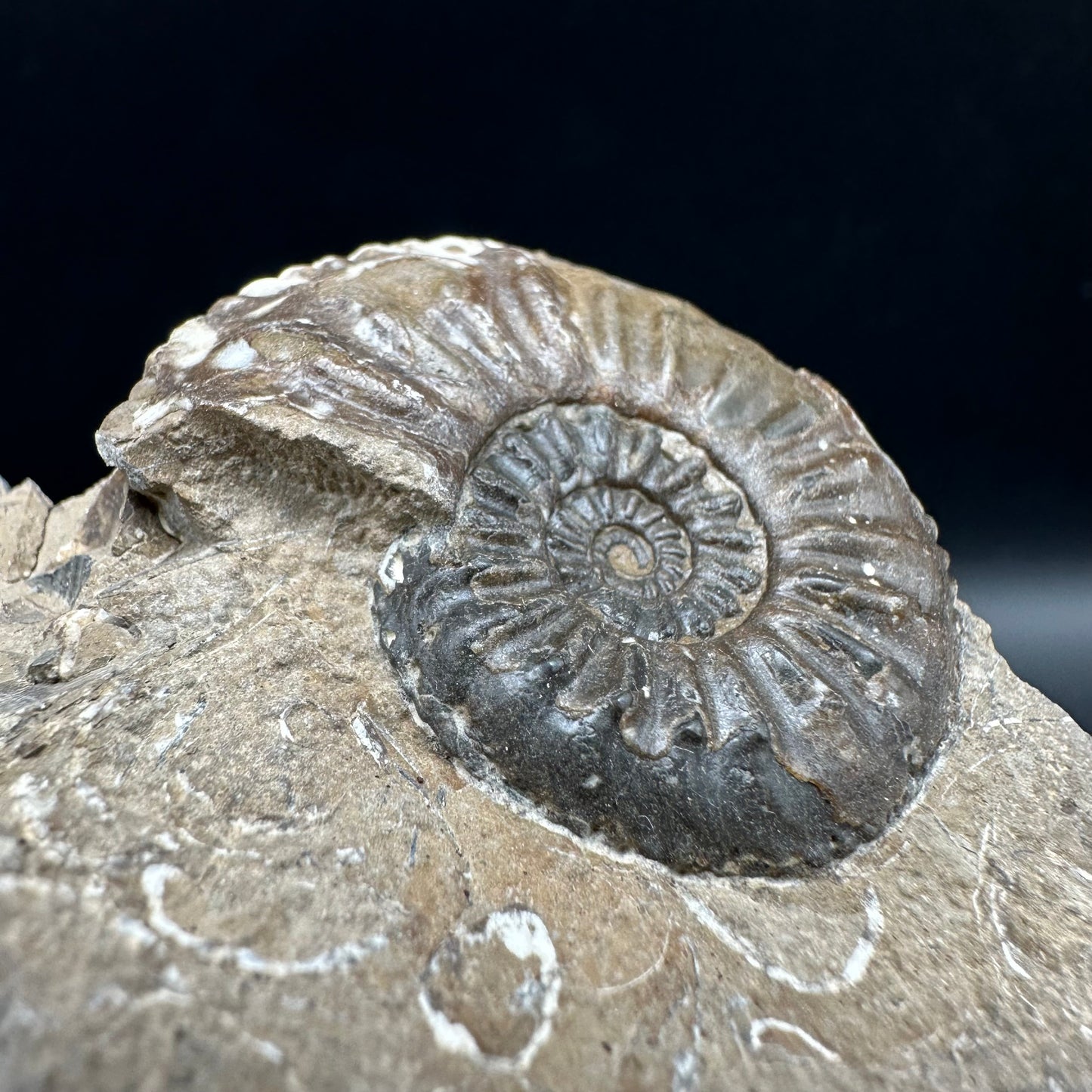 Amaltheus subnodosus Ammonite fossil with box and stand - Whitby, North Yorkshire Jurassic Coast Yorkshire Fossils