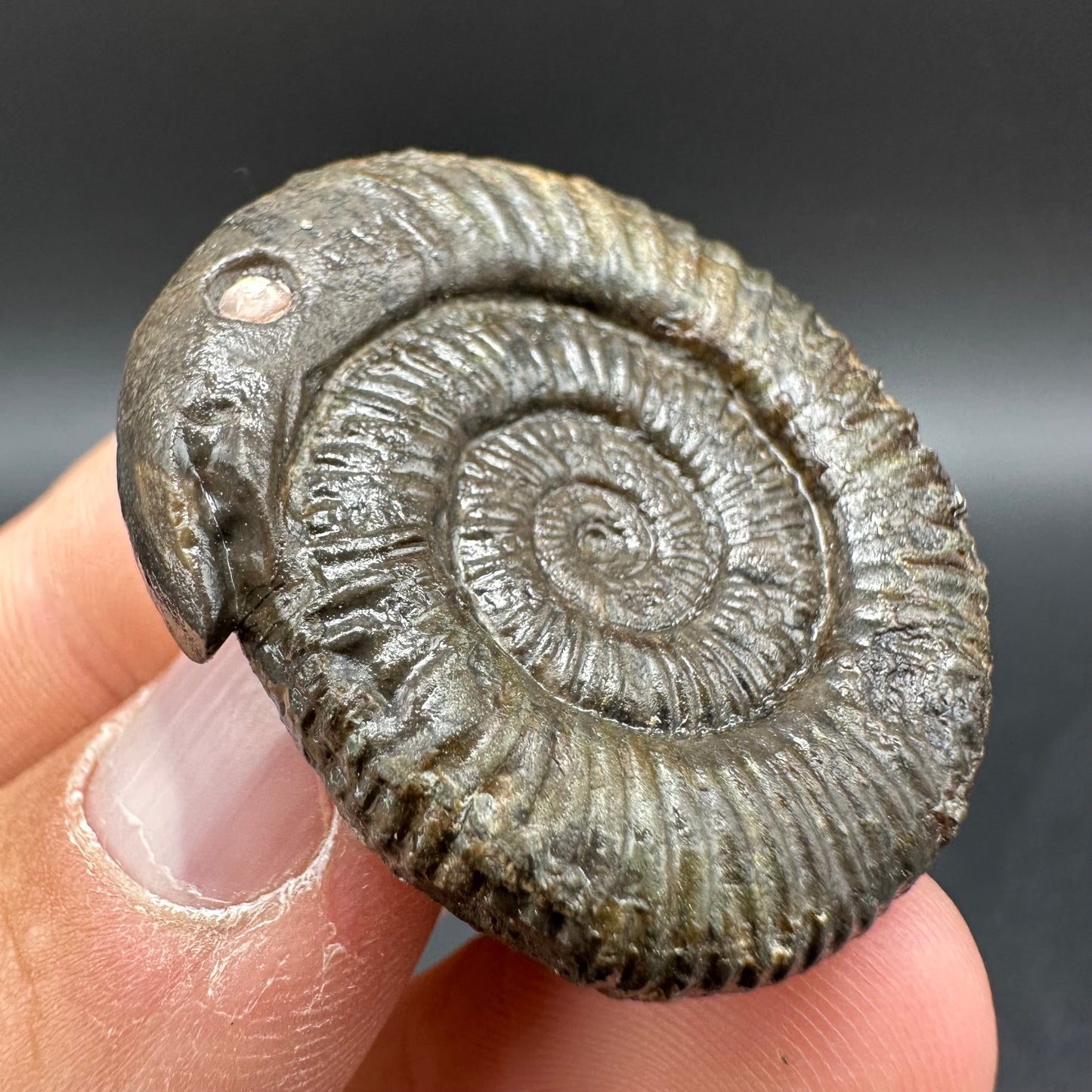 Snakestone Ammonite Fossil With Bag/Box And Stand - Whitby, North Yorkshire Jurassic Coast Yorkshire Fossils