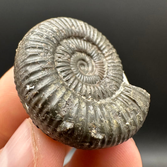 Dactylioceras Ammonite Fossil Gift Set - Whitby, North Yorkshire Jurassic Coast Yorkshire Fossils