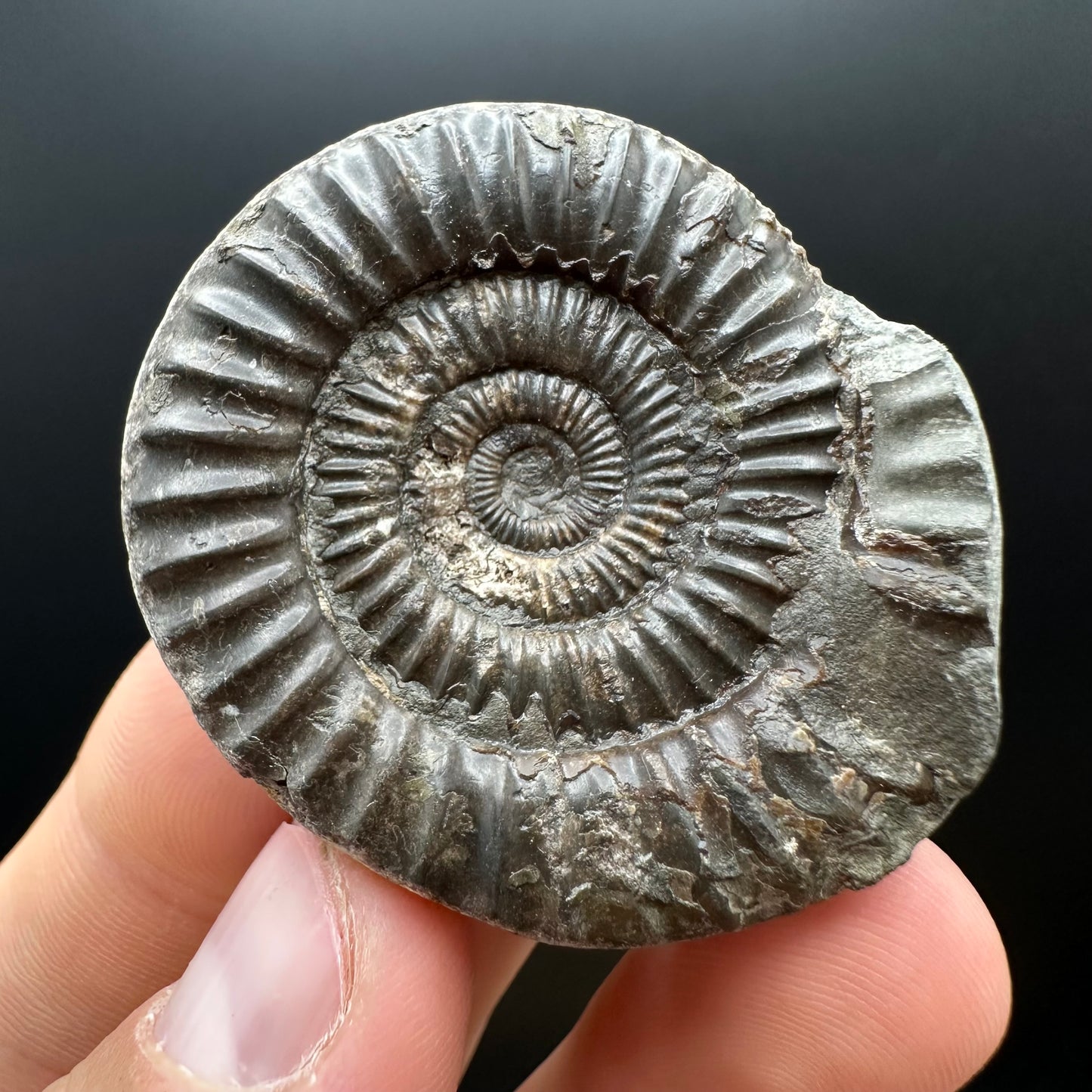 Dactylioceras Ammonite nodule (split pair) Fossil With Box And Stand - Whitby, North Yorkshire Jurassic Coast Yorkshire Fossils