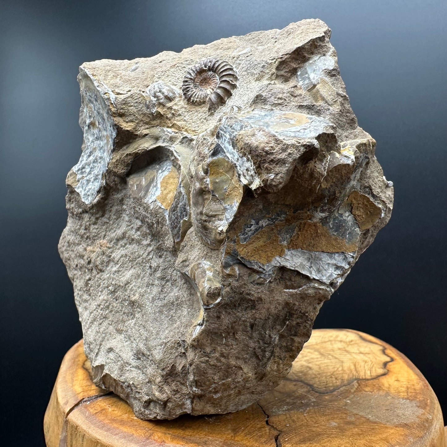 Androgynoceras capricornus Ammonite Fossil With Stand - Whitby, North Yorkshire Jurassic Coast Yorkshire Fossils