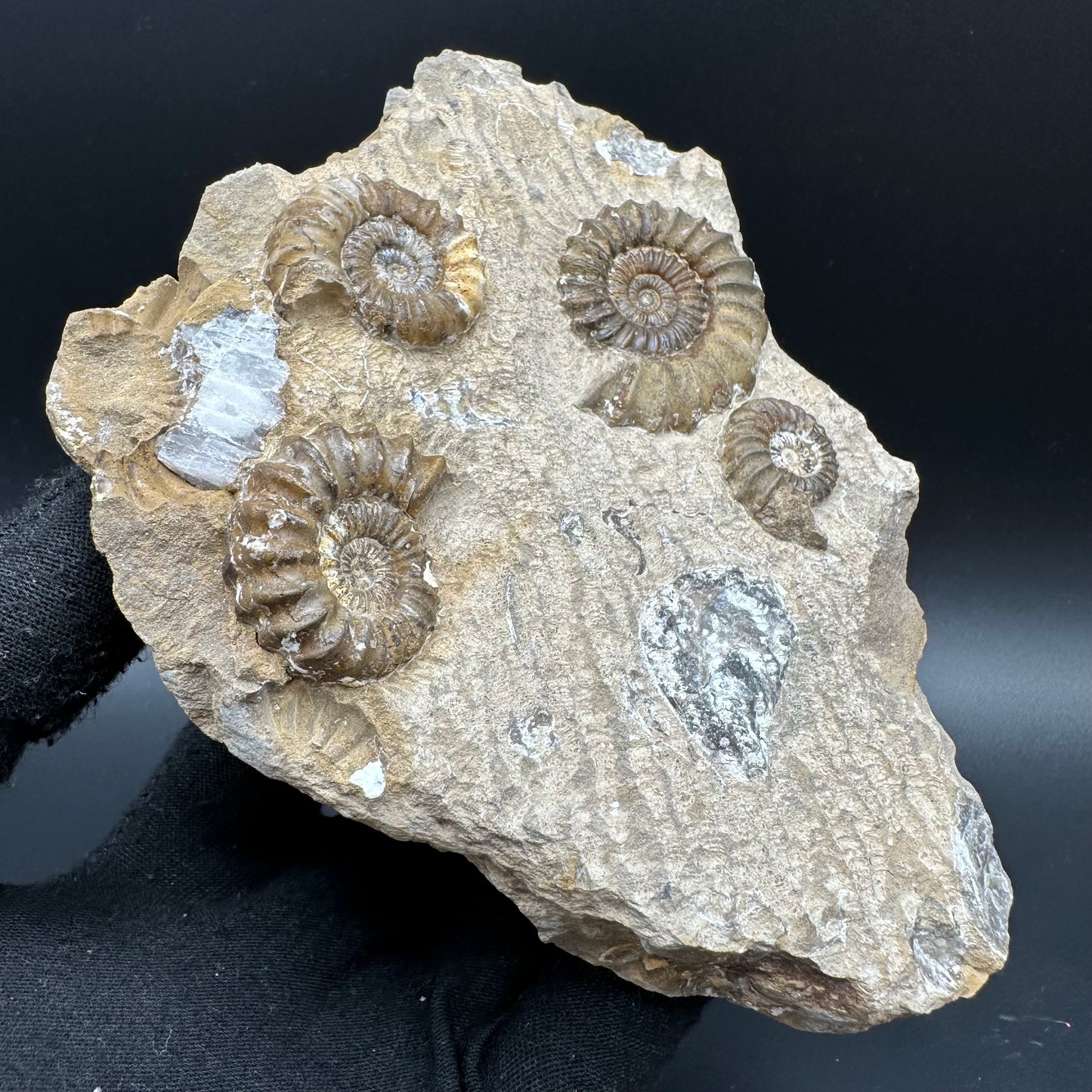 Androgynoceras capricornus Ammonite fossil with stand - Whitby, North Yorkshire Jurassic Coast Yorkshire Fossils