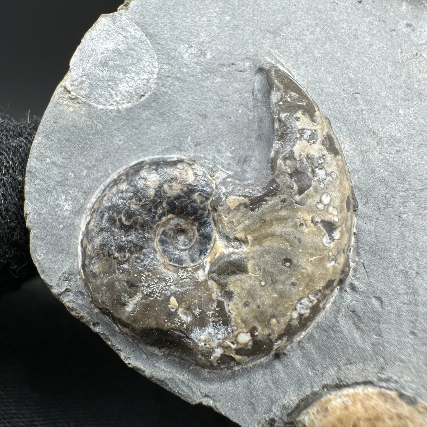 Eleganticeras Elegantulum ammonite with box and stand - Whitby, North Yorkshire Jurassic Coast, Yorkshire Fossils