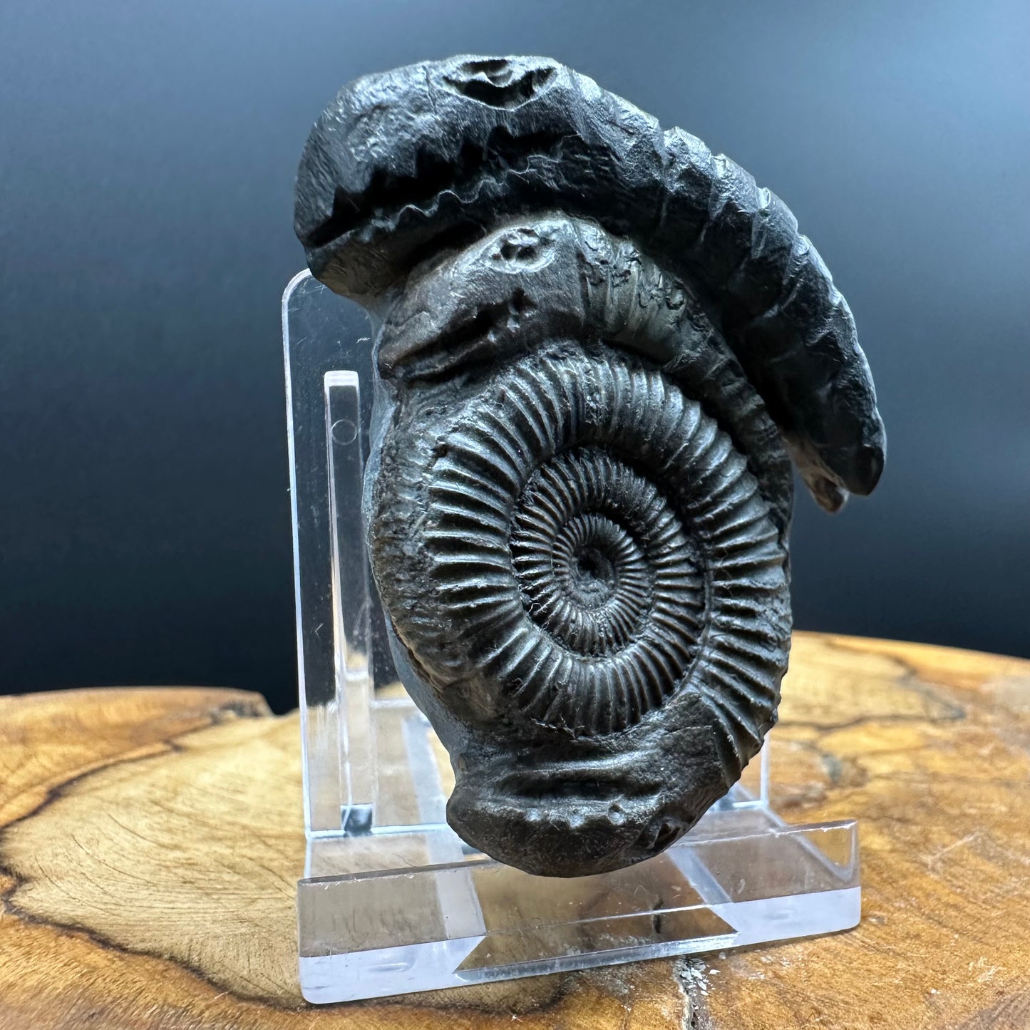 ‘Rammonite’ Snakestone Ammonite Fossil With Bag/Box And Stand - Whitby, North Yorkshire Jurassic Coast Yorkshire Fossils