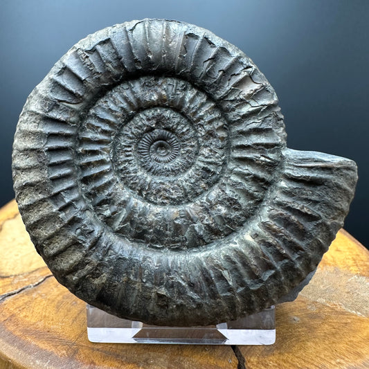 Dactylioceras Ammonite Fossil With box and Stand - Whitby, North Yorkshire Jurassic Coast Yorkshire Fossils