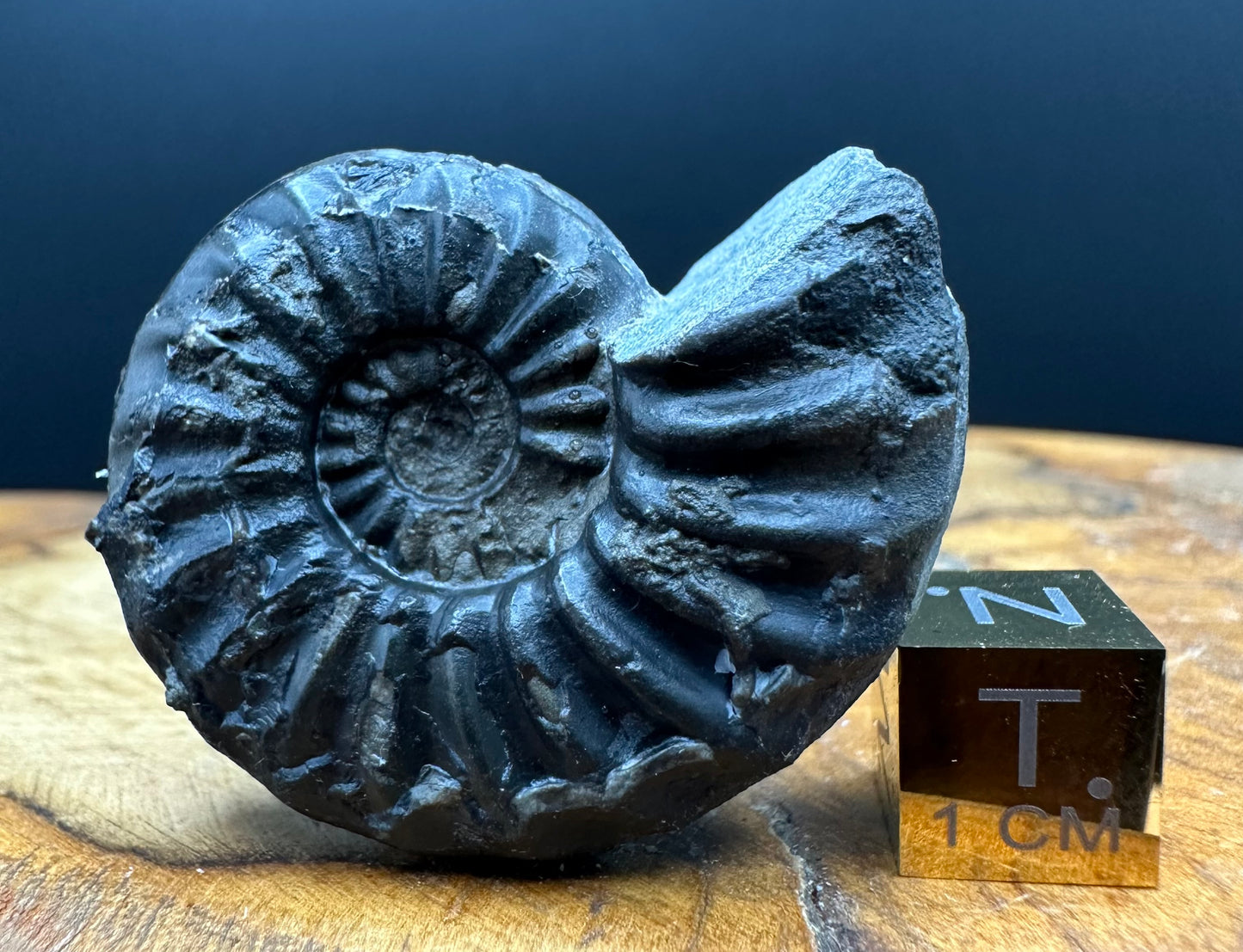 Asteroceras Ammonite fossil with box and stand - Whitby, North Yorkshire Jurassic Coast Yorkshire Fossils