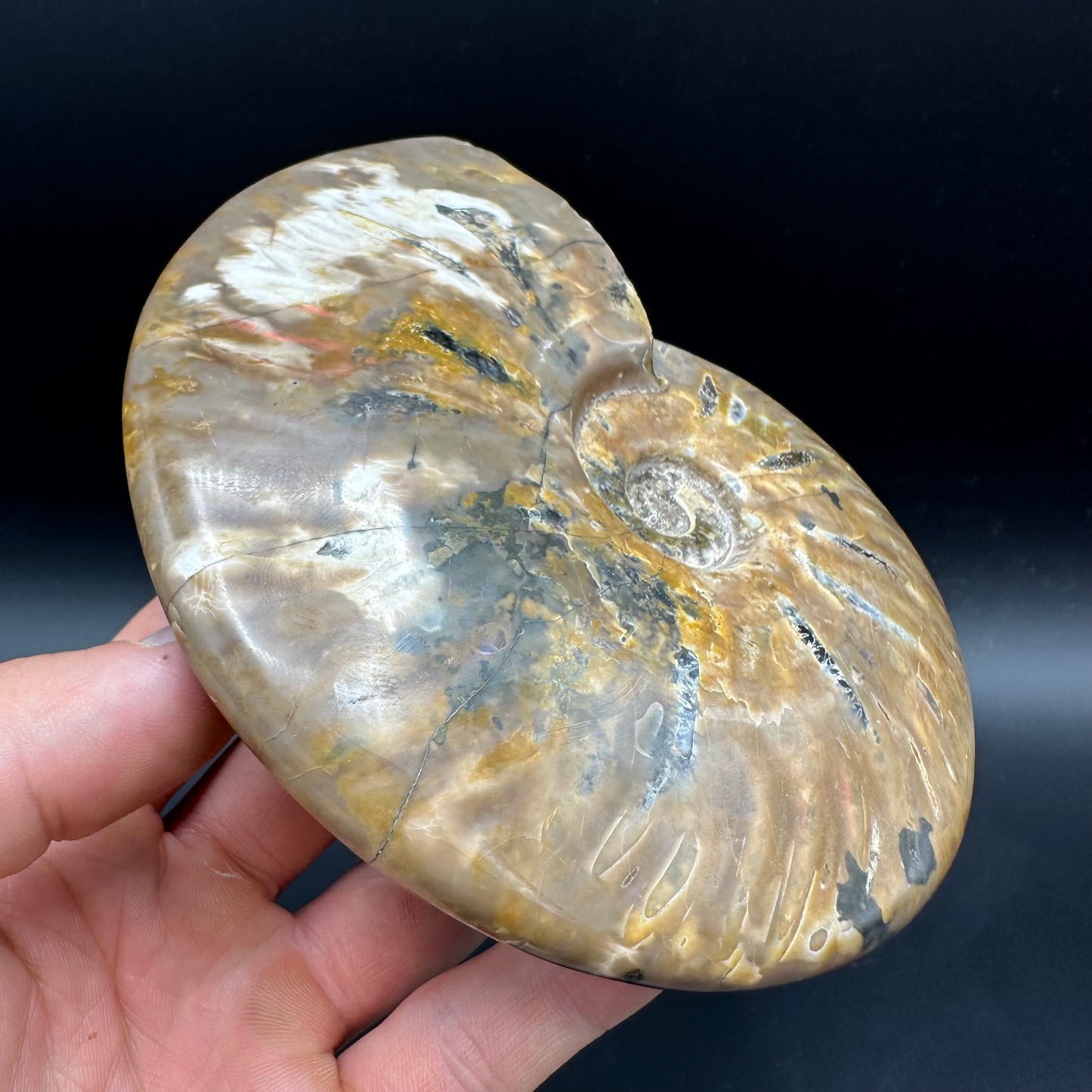 Cleoniceras Ammonite Fossil With Stand - Cretaceous Ammonite Madagascar