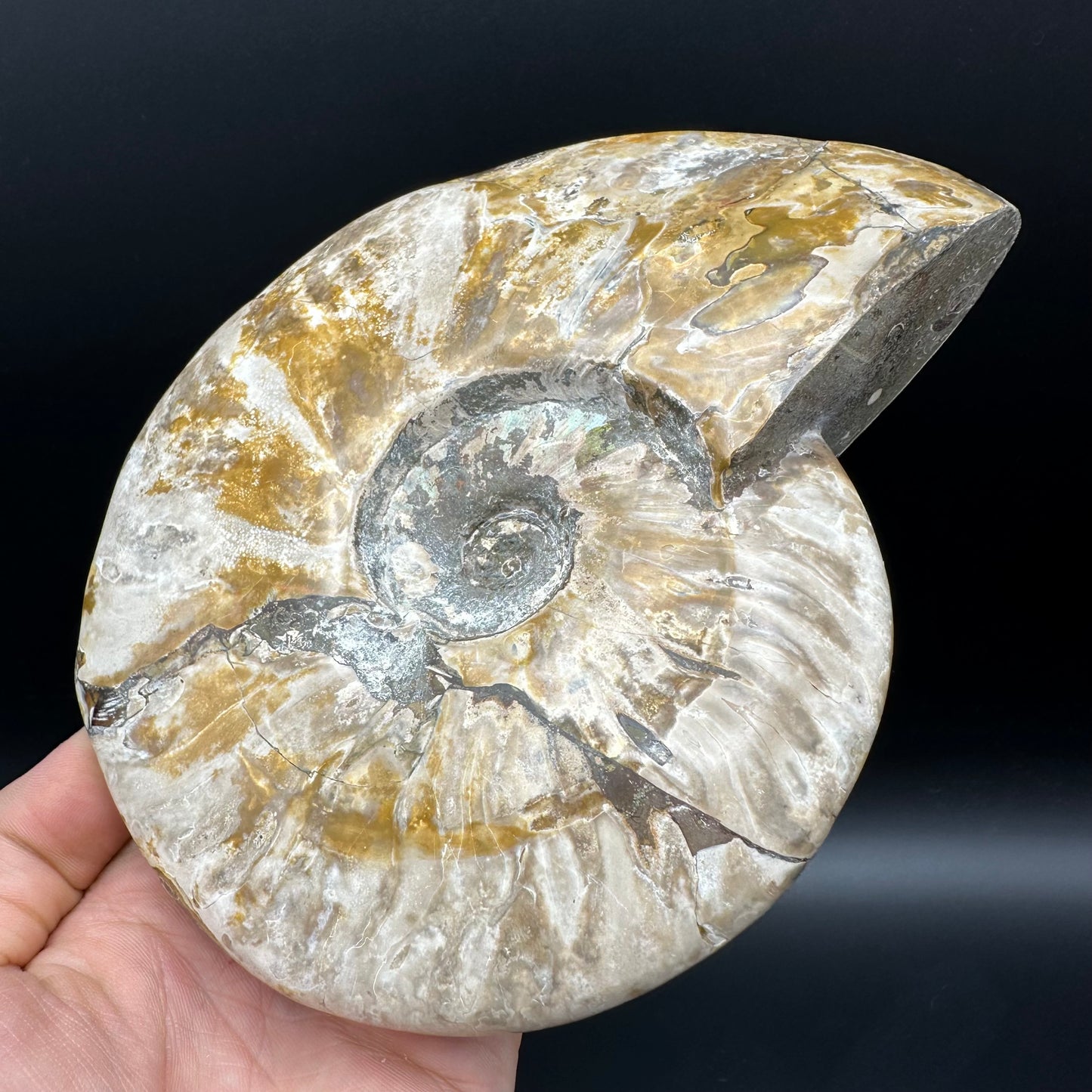 Cleoniceras Ammonite Fossil With Stand - Cretaceous Ammonite Madagascar