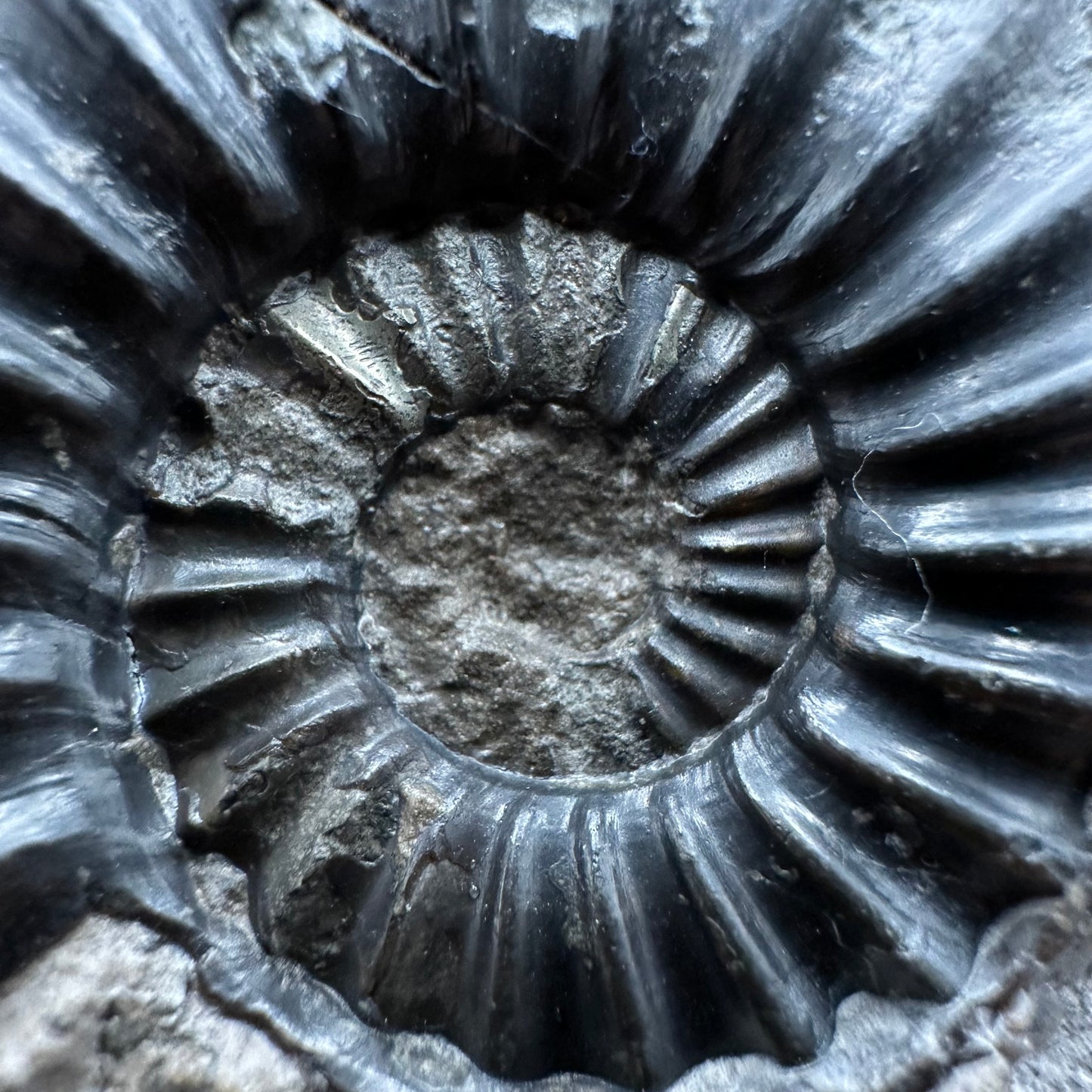Aegasteroceras sagittarium ammonite fossil with box and stand - Whitby, North Yorkshire Jurassic Coast Yorkshire Fossils