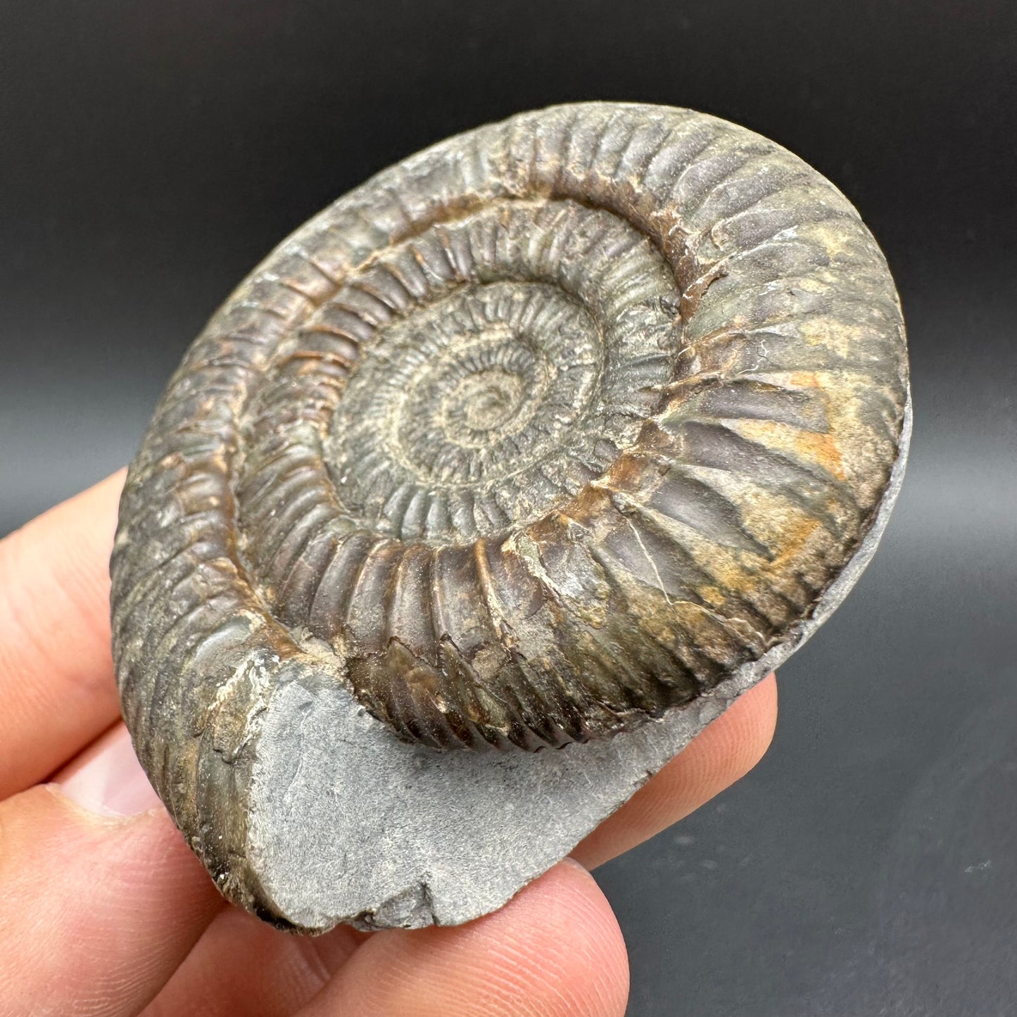 Dactylioceras Ammonite Fossil With Box And Stand - Whitby, North Yorkshire Jurassic Coast Yorkshire Fossils