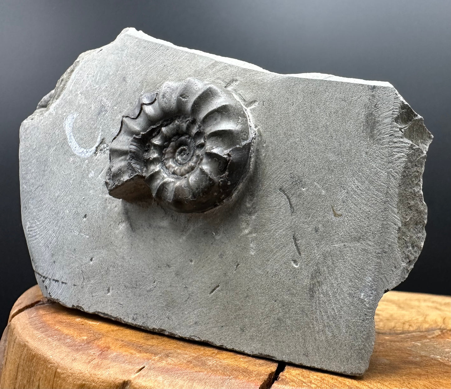 Eugassiceras Ammonite shell fossil with box and stand - Whitby, North Yorkshire Jurassic Coast Yorkshire Fossils