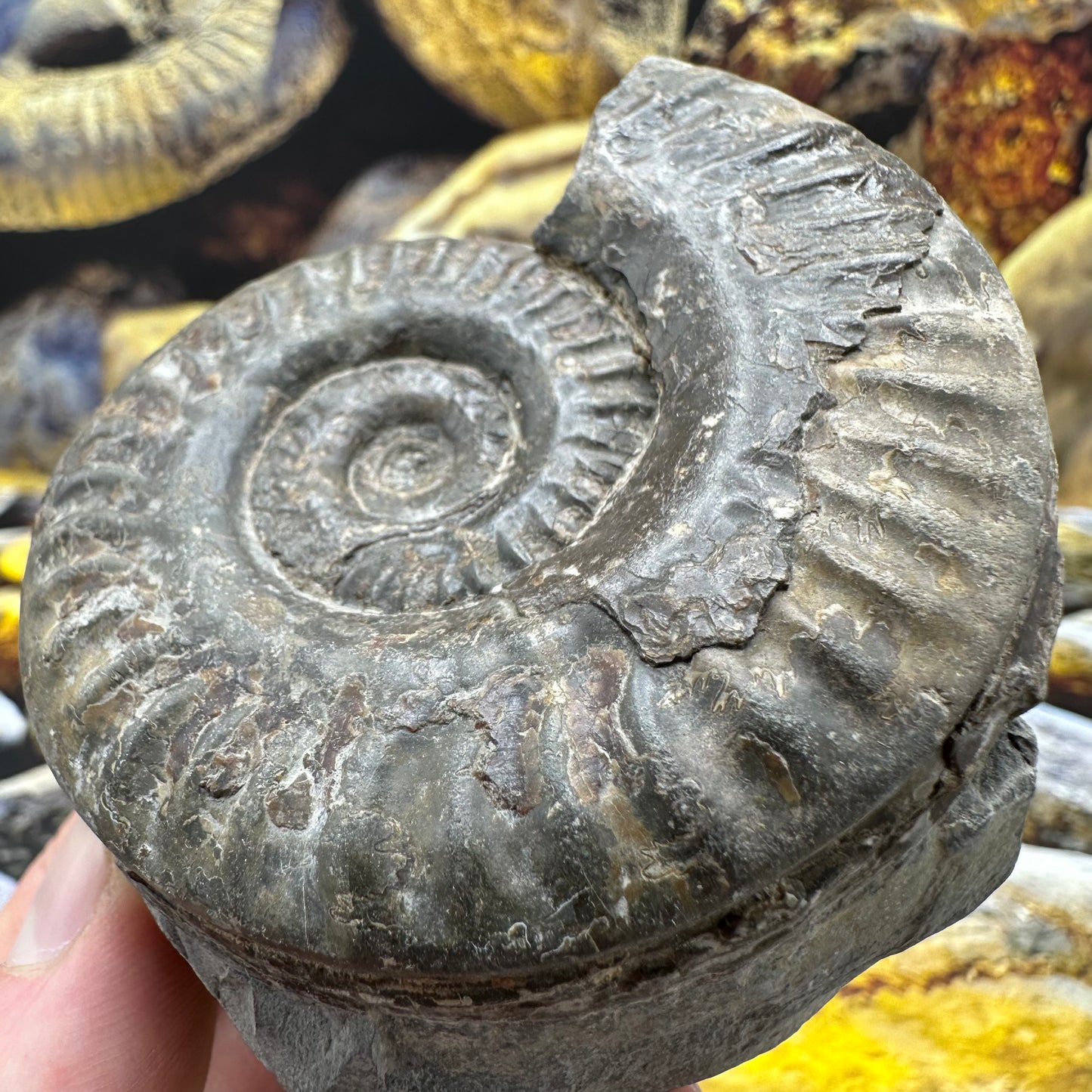 Hildoceras lusitanicum ammonite fossil - Whitby, North Yorkshire, Jurassic Coast, Yorkshire Fossils