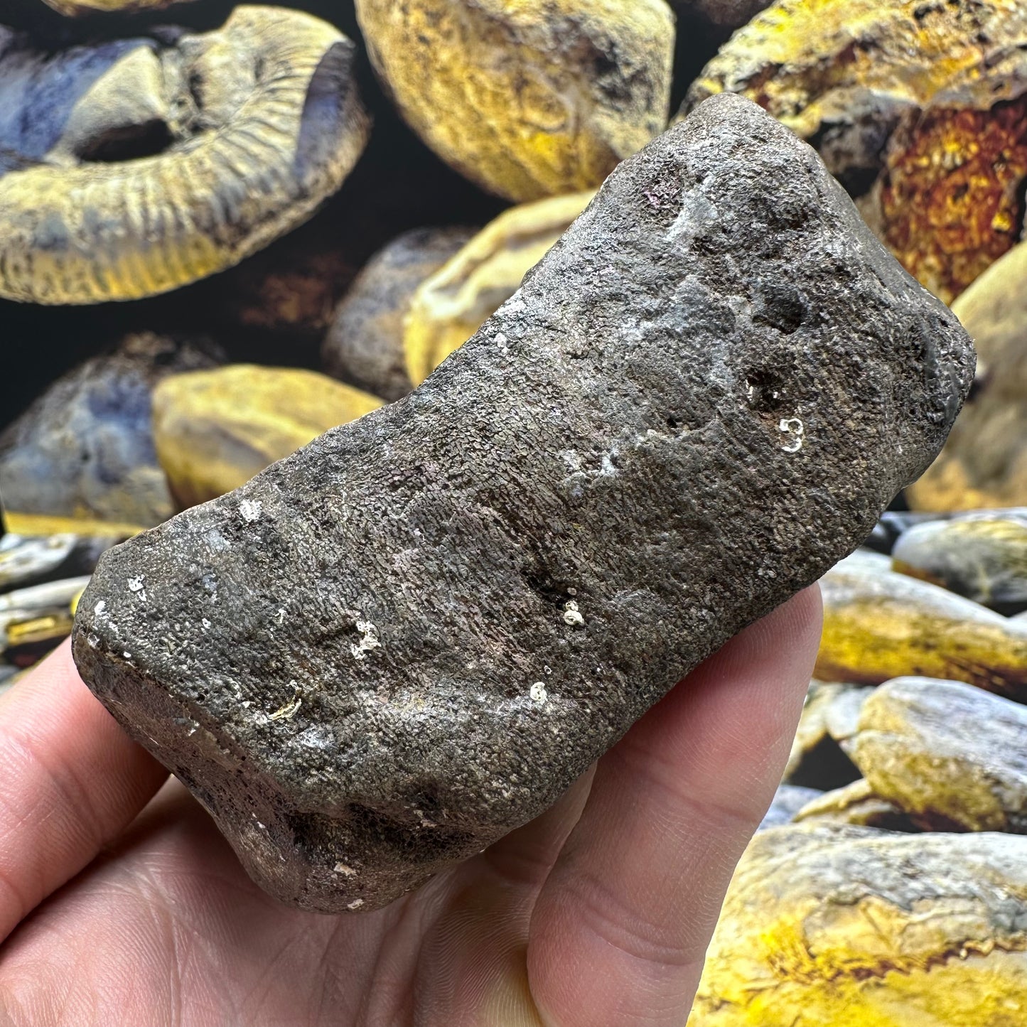 Ichthyosaur Vertebra fossil - Whitby, North Yorkshire Jurassic Coast, Yorkshire fossils