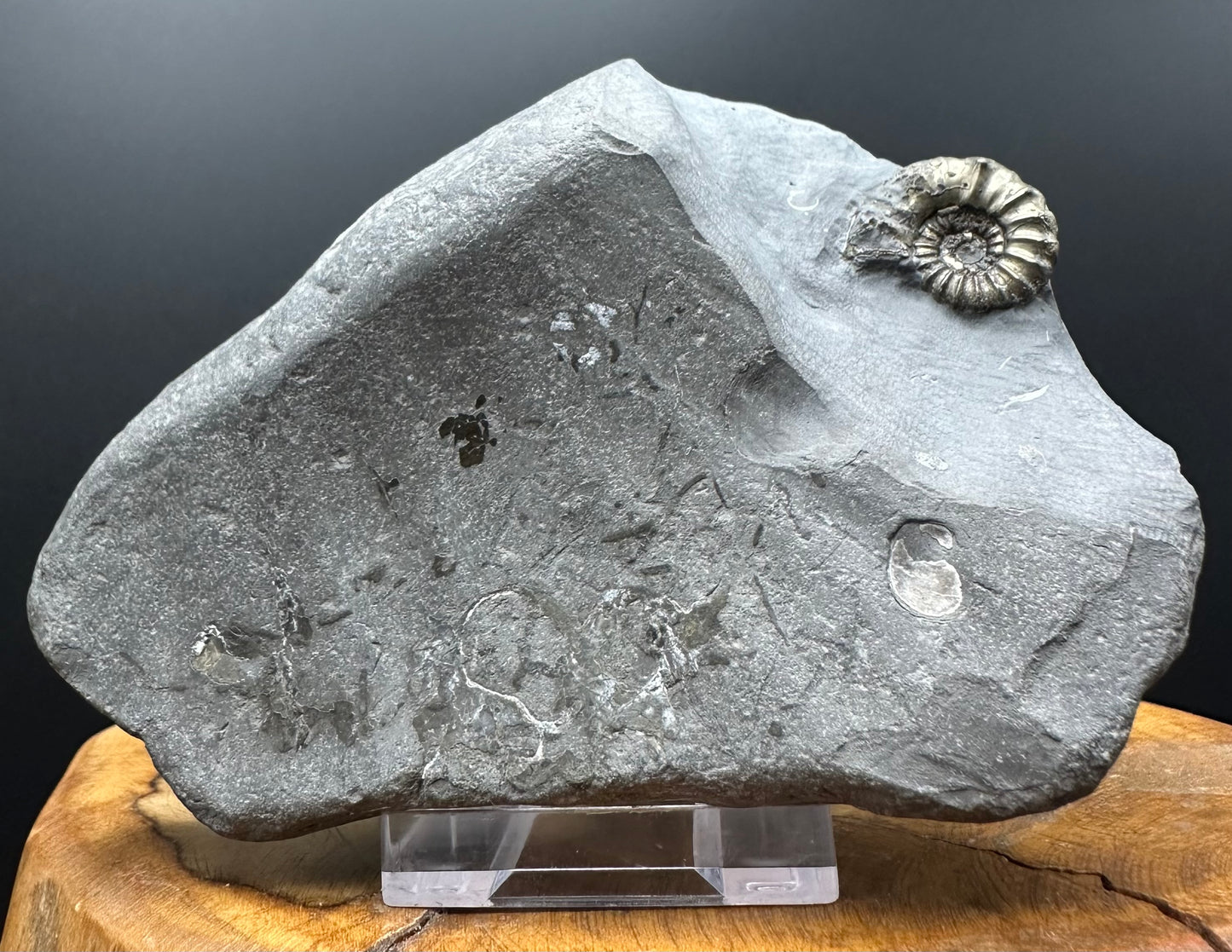 Golden Xipheroceras Ammonite shell fossil with box and stand - Whitby, North Yorkshire Jurassic Coast Yorkshire Fossils