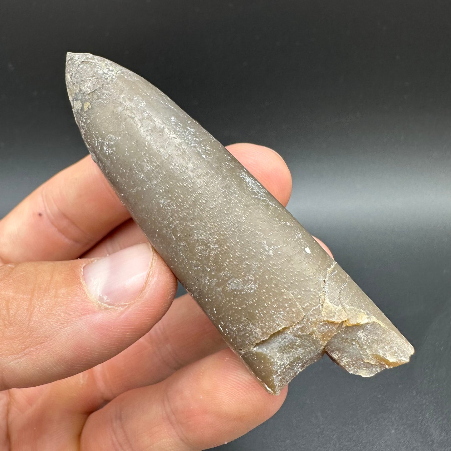 Belemnite (Fossil Squid) shell fossil with box and stand - Whitby, North Yorkshire Jurassic Coast Yorkshire Fossils