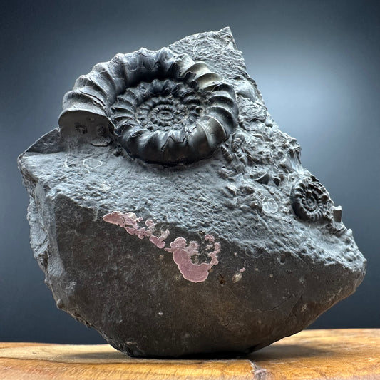 Gagaticeras Ammonite fossil with box and stand - Whitby, North Yorkshire Jurassic Coast Yorkshire Fossils