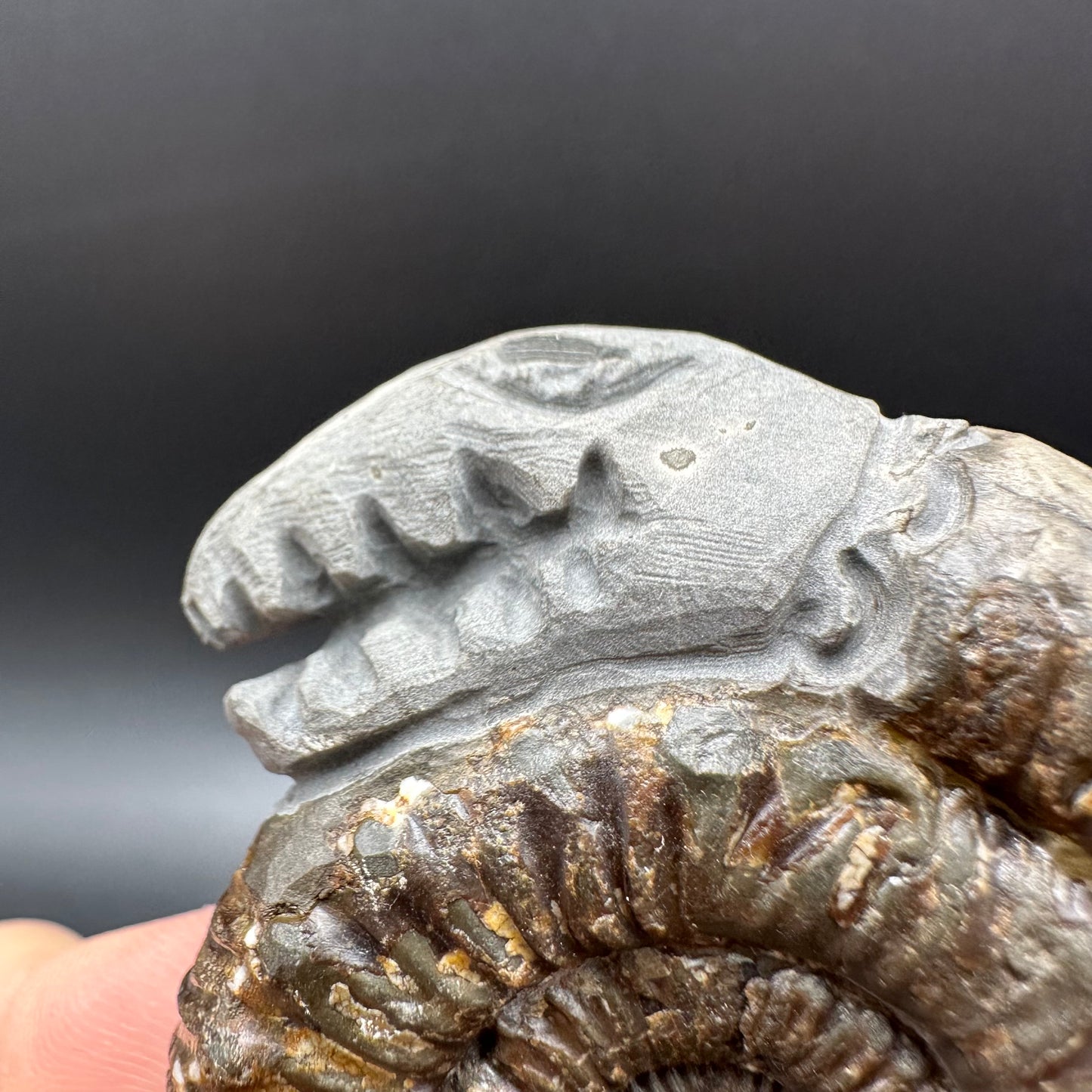 Snakestone Ammonite Fossil With Bag/Box And Stand - Whitby, North Yorkshire Jurassic Coast Yorkshire Fossils