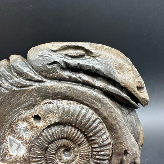 Hydra Snakestone Ammonite Fossil With Bag/Box And Stand - Whitby, North Yorkshire Jurassic Coast Yorkshire Fossils