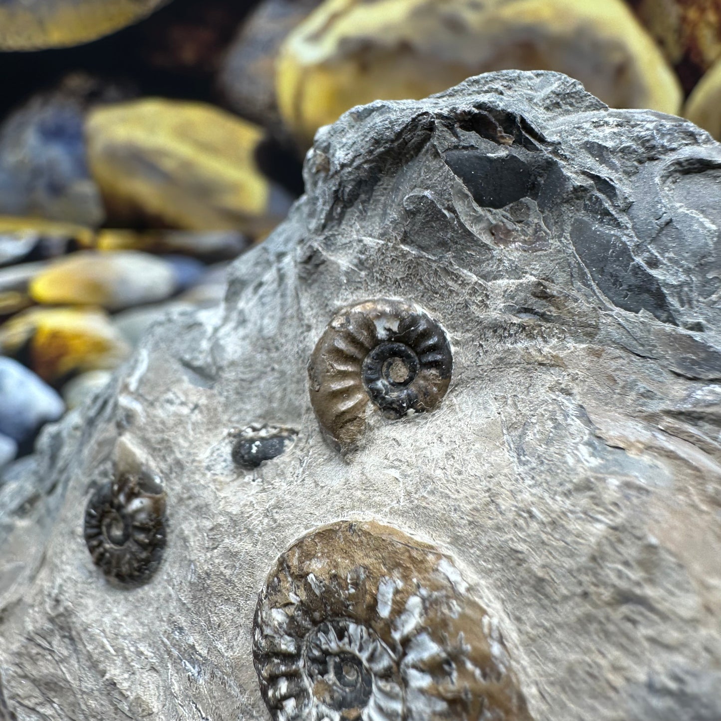 Amaltheus subnodosus ammonite fossil - Whitby, North Yorkshire Jurassic Coast, Yorkshire Fossils