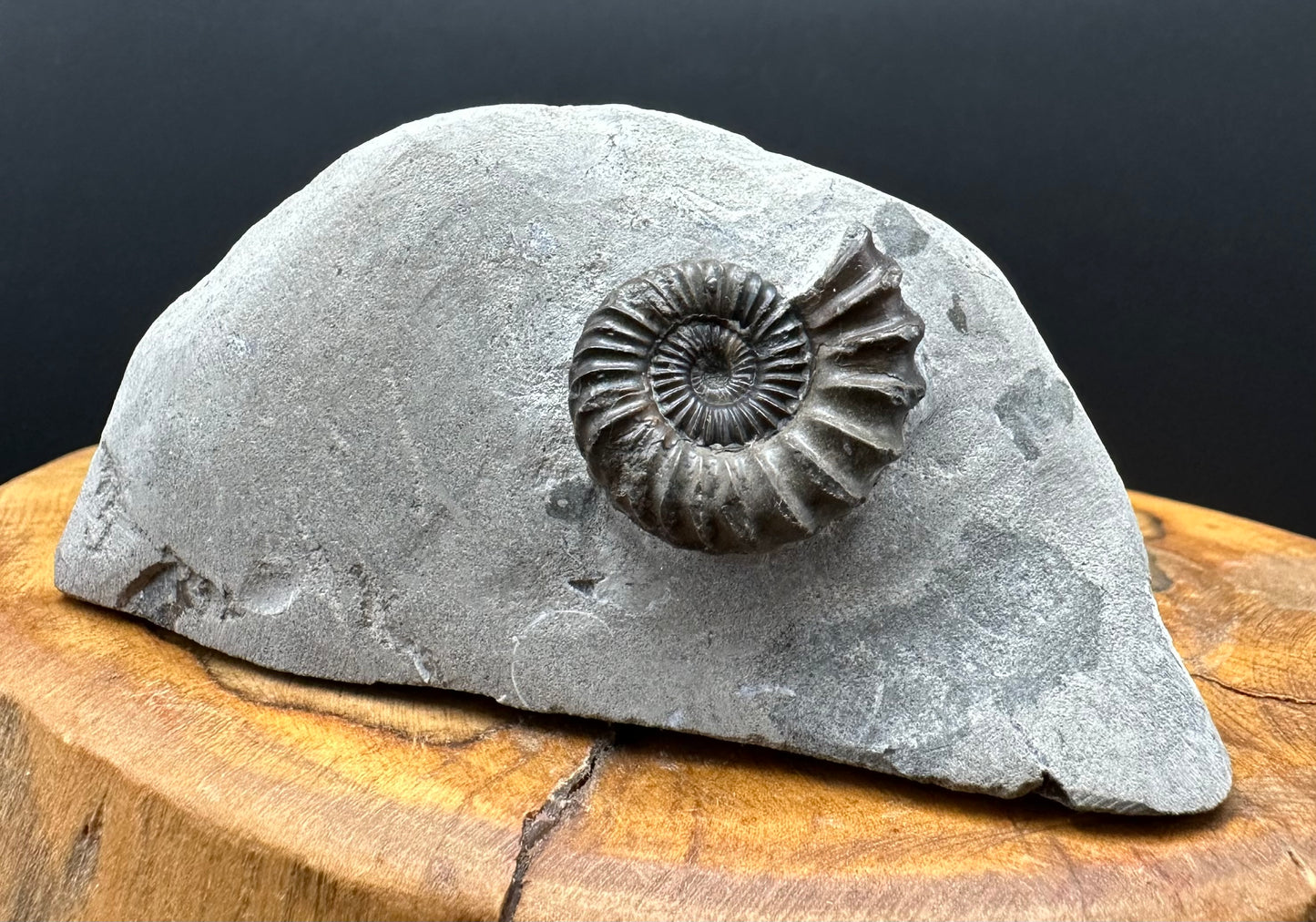 Oistoceras figulinum ammonite fossil with box and stand - Whitby, North Yorkshire Jurassic Coast Yorkshire Fossils
