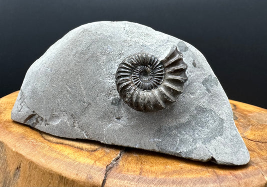 Oistoceras figulinum ammonite fossil with box and stand - Whitby, North Yorkshire Jurassic Coast Yorkshire Fossils