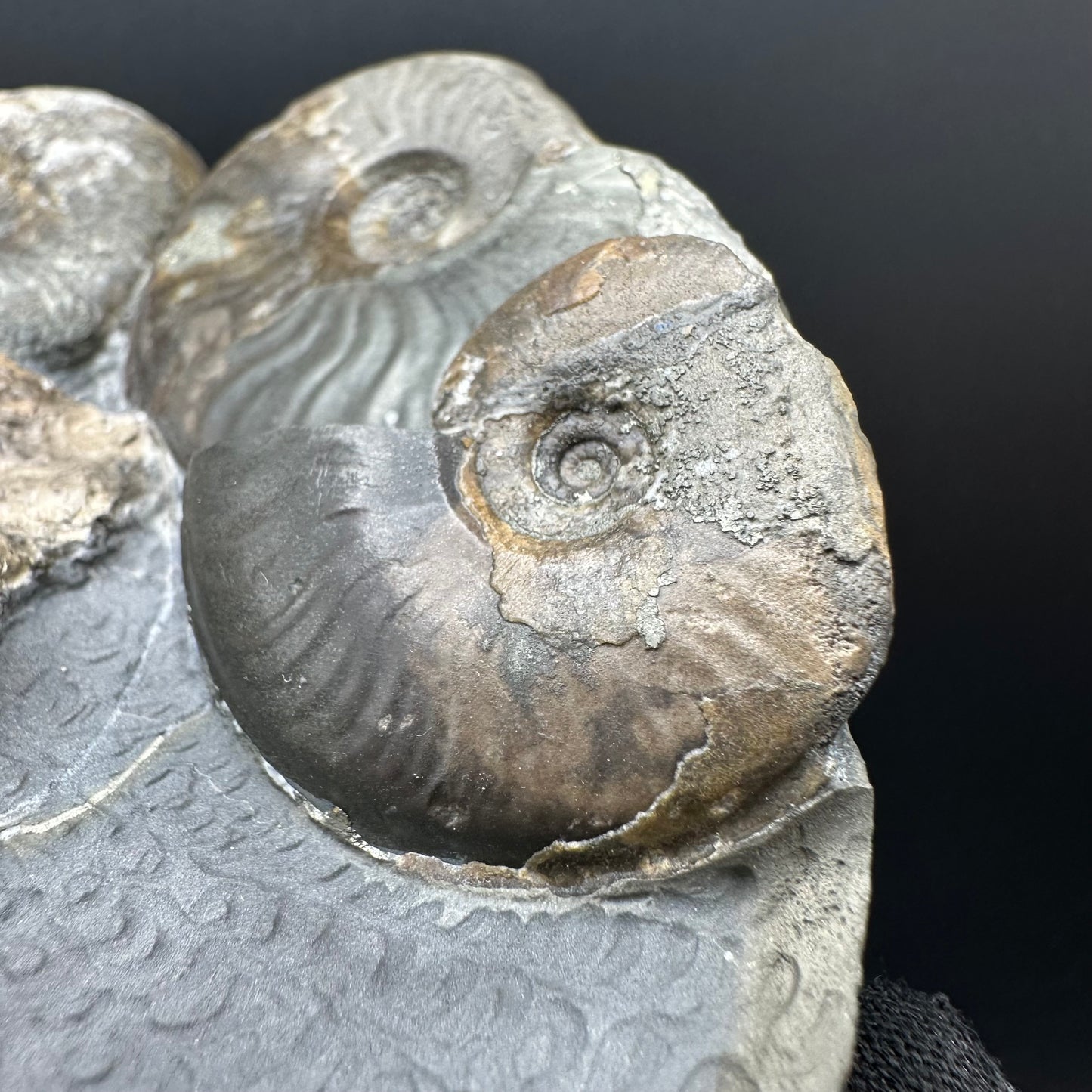 Eleganticeras Elegantulum ammonite / Coprolite fossil with box and stand - Whitby, North Yorkshire Jurassic Coast, Yorkshire Fossils