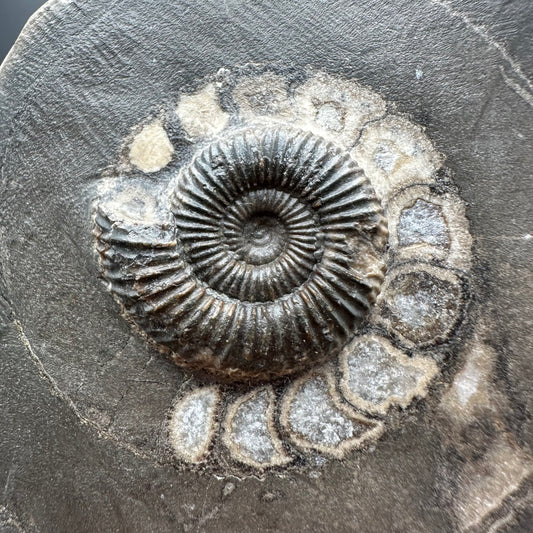 Dactylioceras Ammonite Fossil With box and Stand - Whitby, North Yorkshire Jurassic Coast Yorkshire Fossils