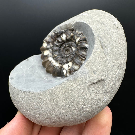 Androgynoceras maculatum ammonite fossil with stand - Whitby, North Yorkshire Jurassic Coast Yorkshire Fossils