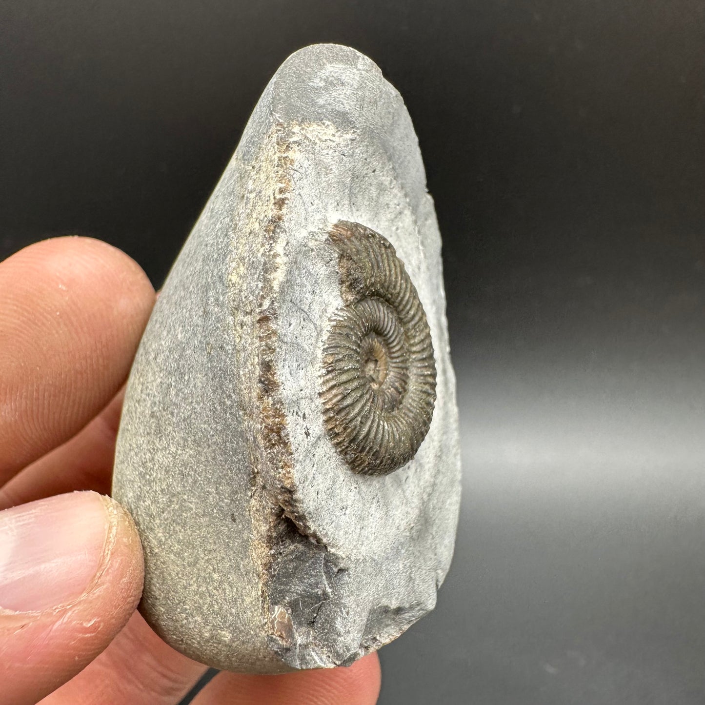 Dactylioceras Ammonite Fossil With Box And Stand - Whitby, North Yorkshire Jurassic Coast Yorkshire Fossils
