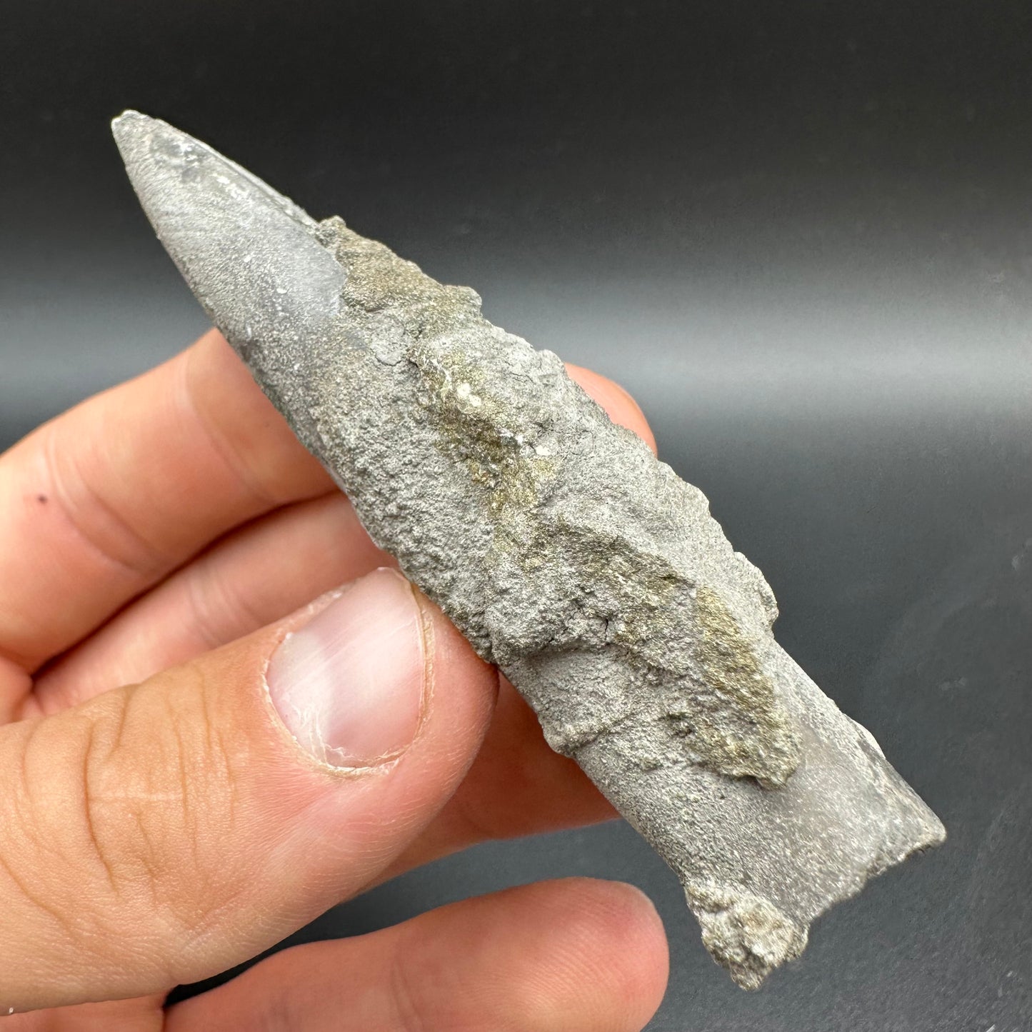 Belemnite (Fossil Squid) shell fossil - Whitby, North Yorkshire Jurassic Coast Yorkshire Fossils