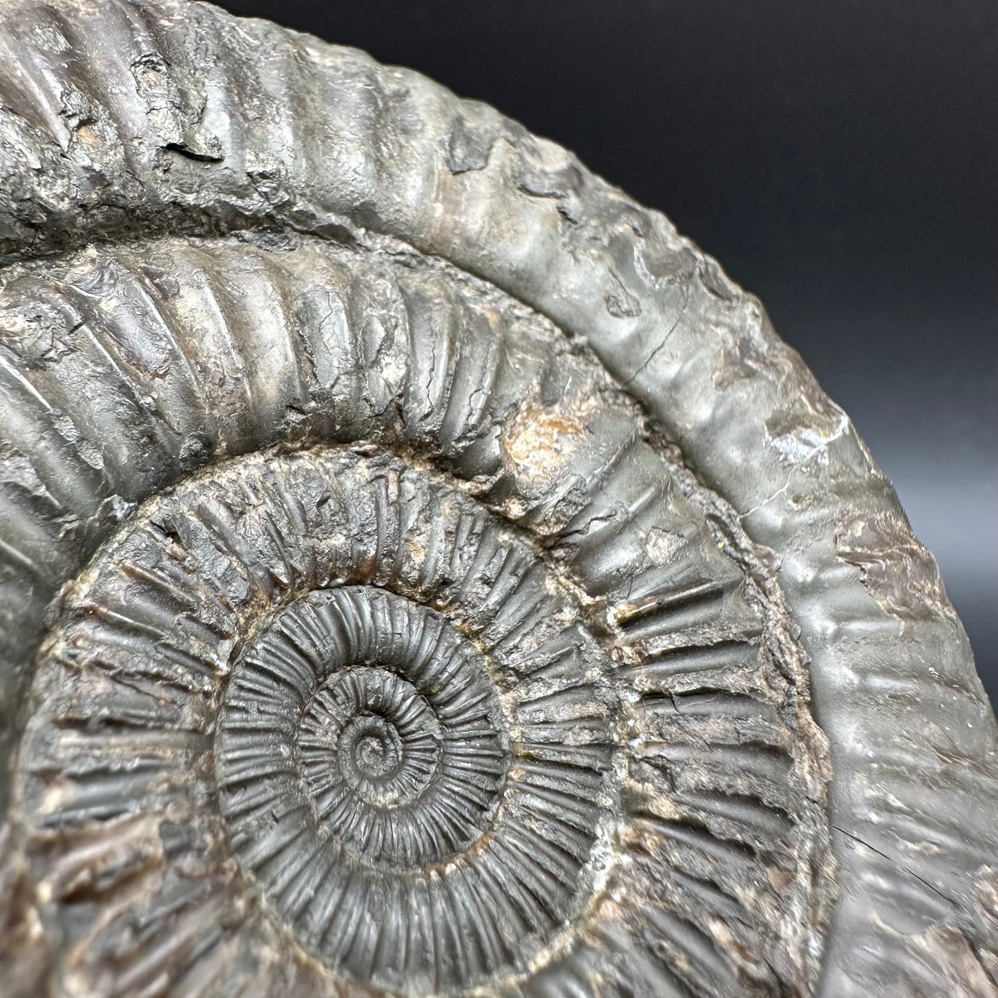 Dactylioceras Ammonite Fossil With box and Stand - Whitby, North Yorkshire Jurassic Coast Yorkshire Fossils