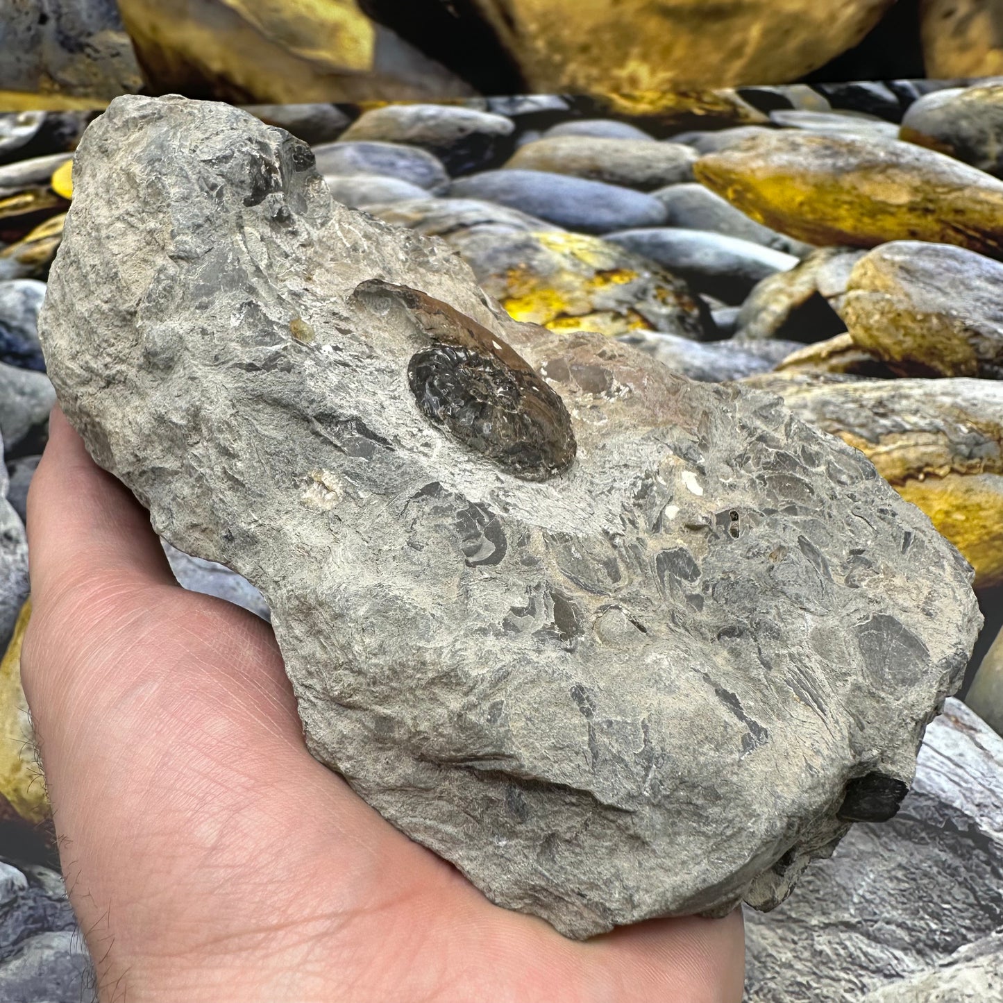 Amaltheus subnodosus ammonite fossil - Whitby, North Yorkshire Jurassic Coast, Yorkshire Fossils