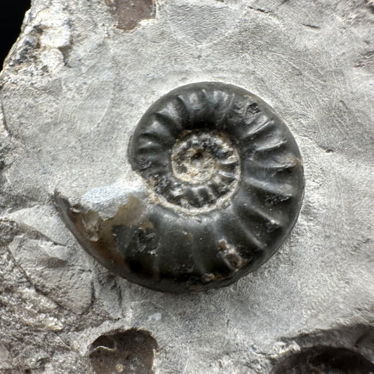 Agassiceras sp. ammonite fossil with box and stand - Whitby, North Yorkshire Jurassic Coast Yorkshire Fossils