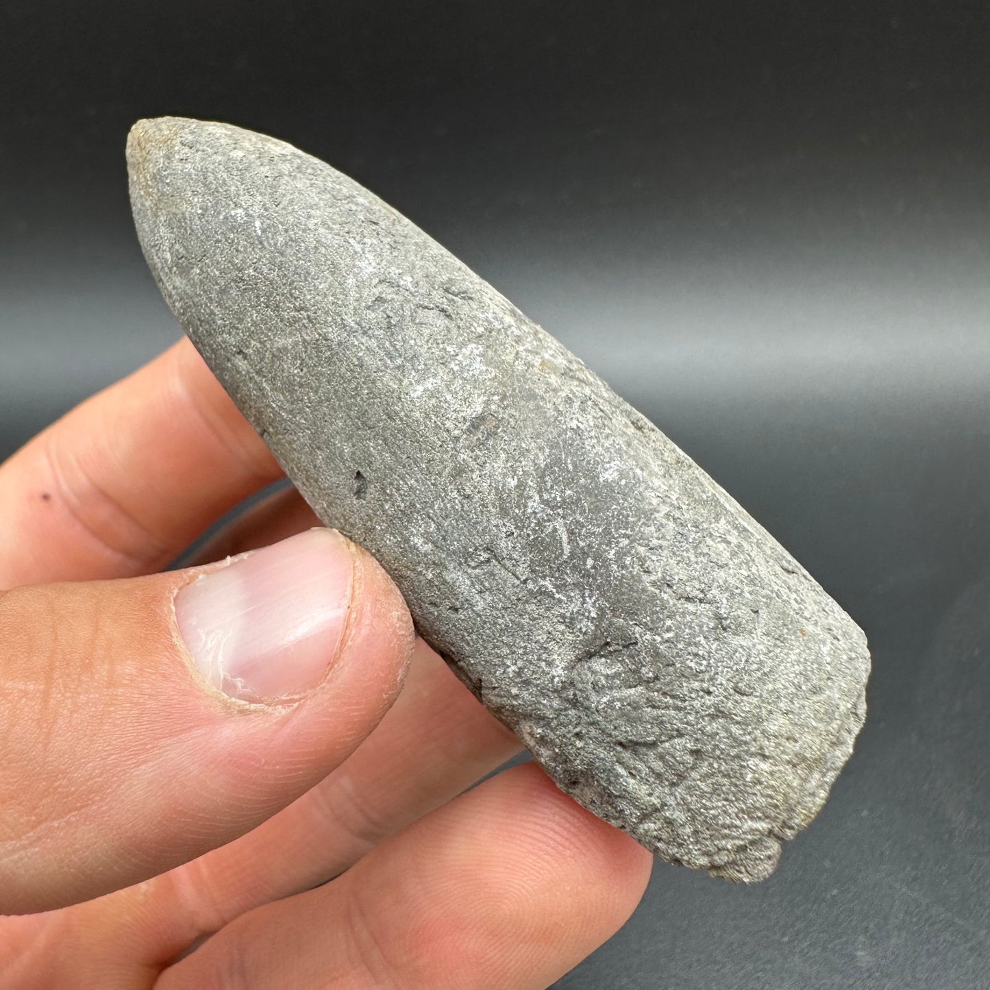 Belemnite (Fossil Squid) shell fossil with box and stand - Whitby, North Yorkshire Jurassic Coast Yorkshire Fossils
