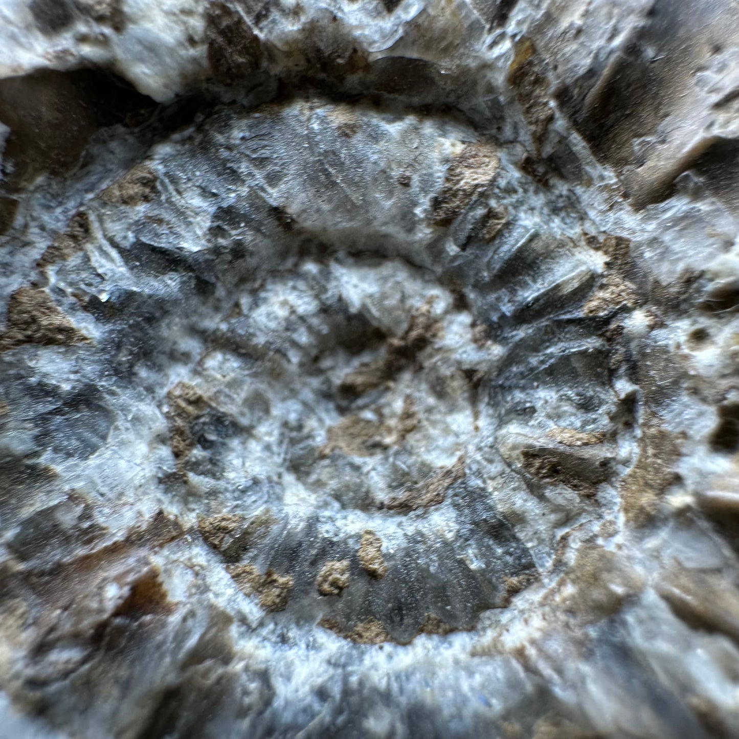 Androgynoceras capricornus Ammonite fossil - Whitby, North Yorkshire Jurassic Coast Yorkshire Fossils
