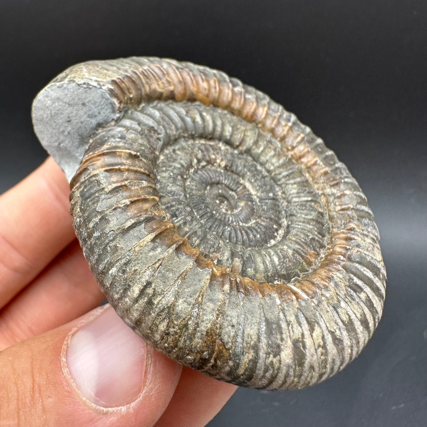 Dactylioceras Ammonite Fossil With Box And Stand - Whitby, North Yorkshire Jurassic Coast Yorkshire Fossils