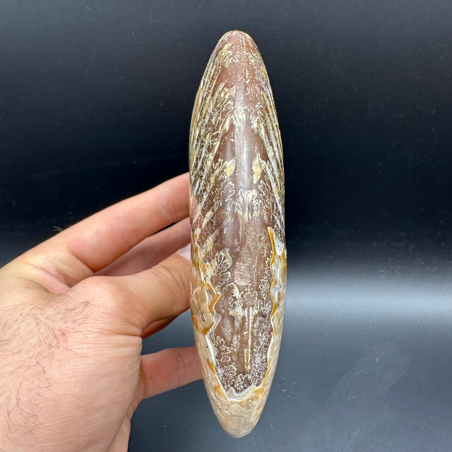 Cleoniceras Ammonite Fossil With Stand - Cretaceous Ammonite Madagascar