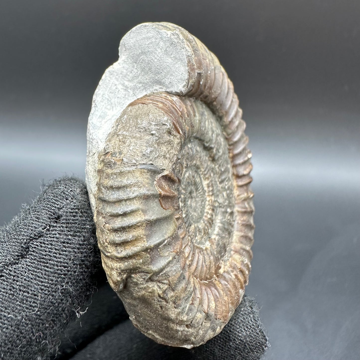 Dactylioceras Ammonite Fossil With Box And Stand - Whitby, North Yorkshire Jurassic Coast Yorkshire Fossils