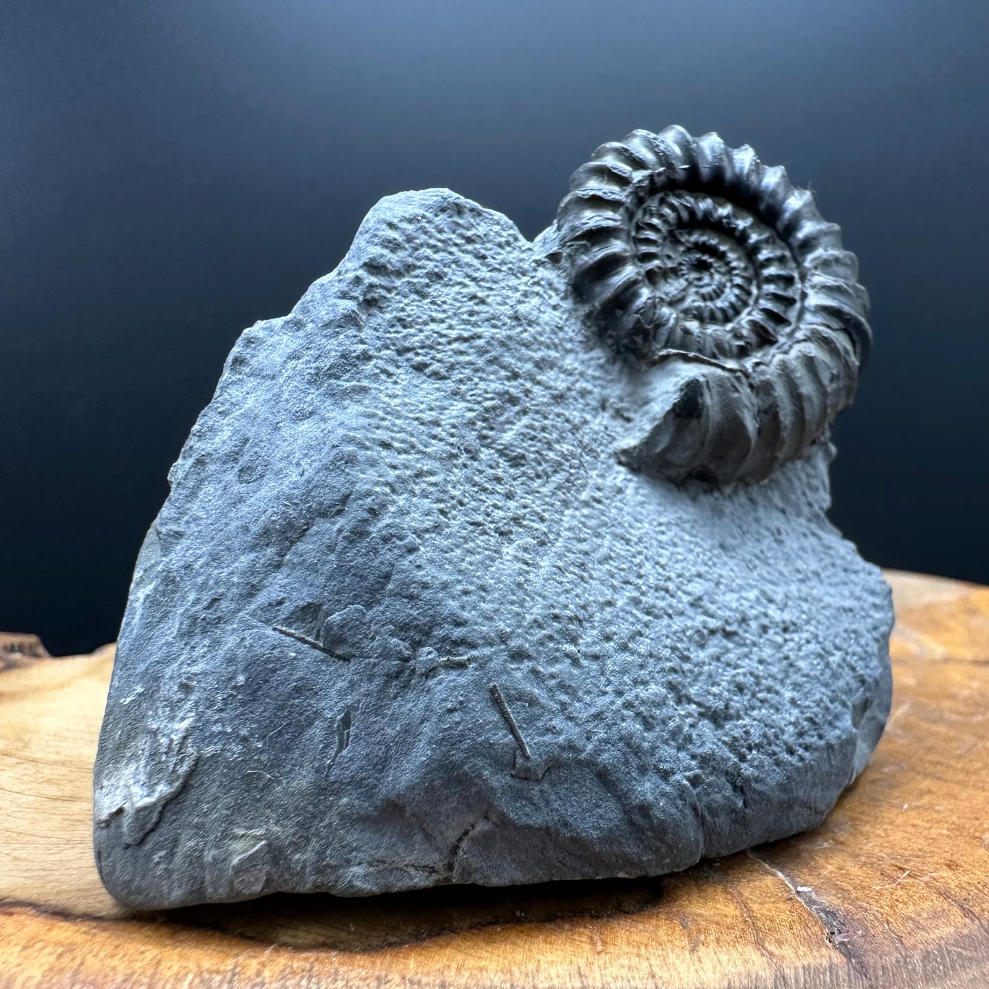 Gagaticeras Ammonite fossil with box and stand - Whitby, North Yorkshire Jurassic Coast Yorkshire Fossils